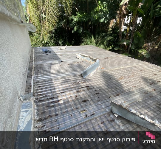 גג פלסטיק שקוף עם עלים וענפים יבשים